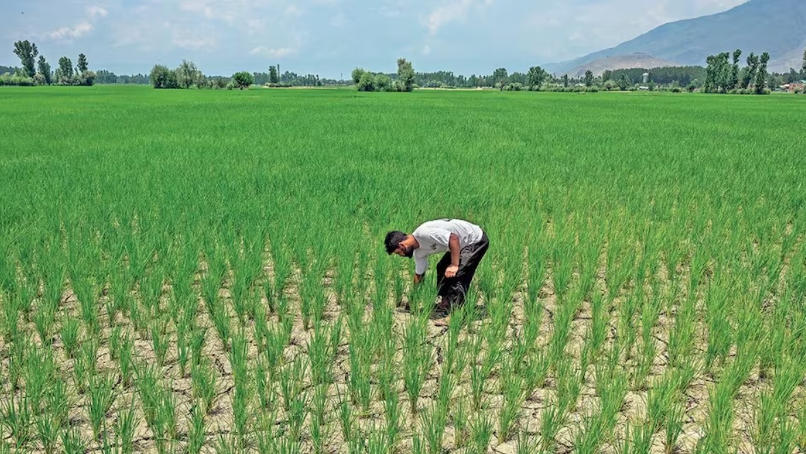 PM Kisan