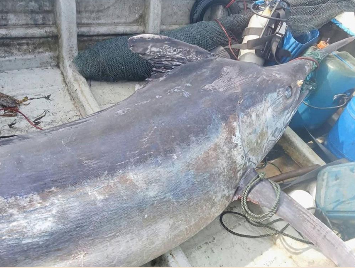 Koppara Fish