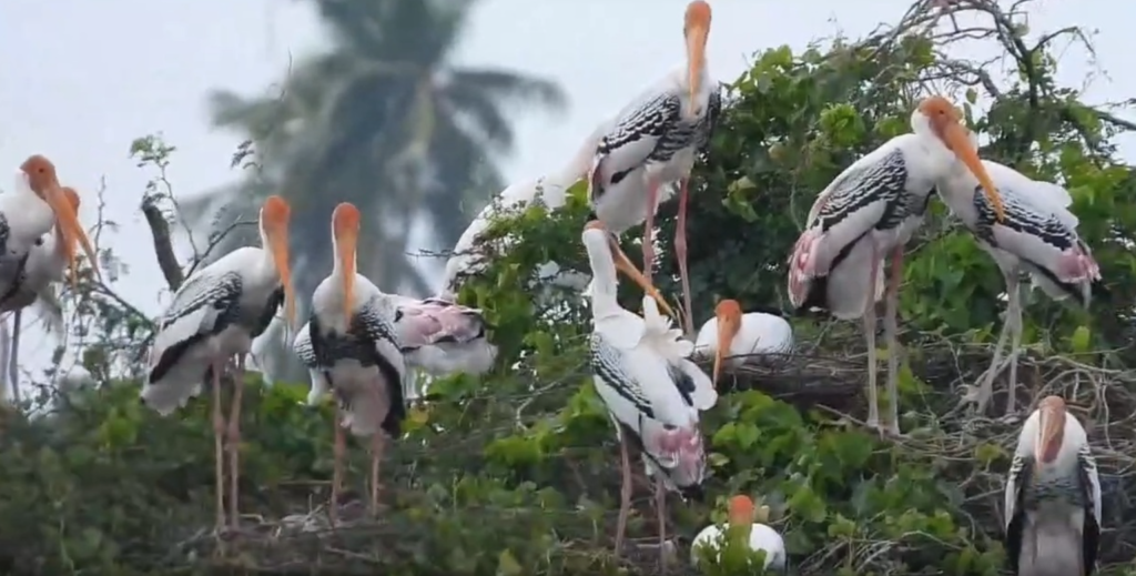 Nellai Bird