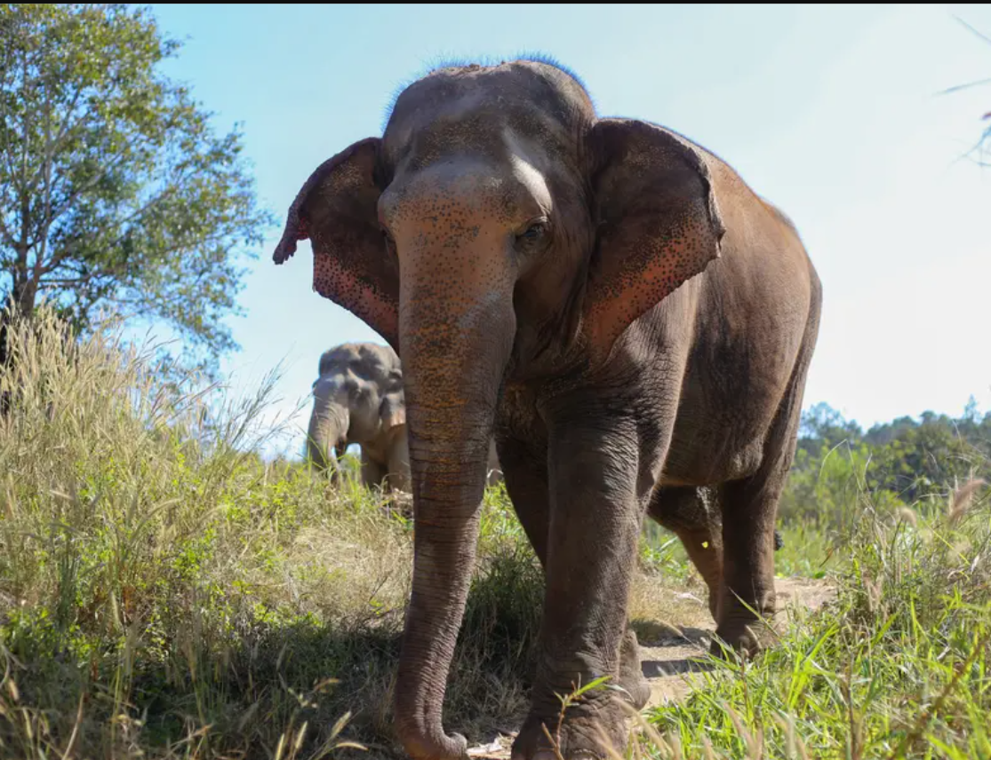 23 Elephants